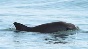 CITES Sanctions Mexico as Protections for Vaquita Fall Short