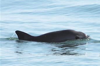 CITES Sanctions Mexico as Protections for Vaquita Fall Short