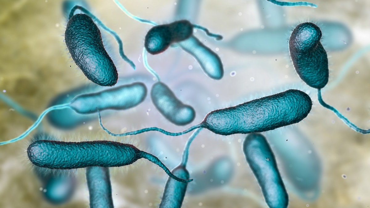 A 3D illustration of bacterium Vibrio vulnificus