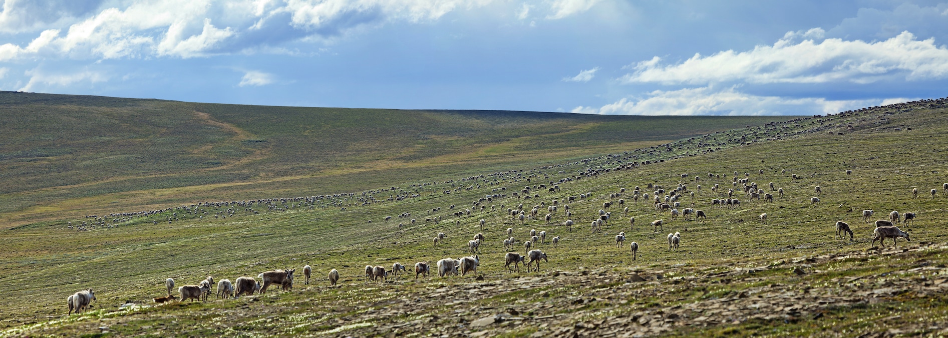 A panoramic view of a Western Arctic caribou herd in Alaska