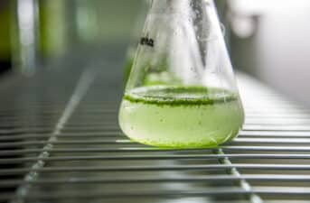 Big Oil Firms Touted Algae as Climate Solution. Now All Have Pulled Funding