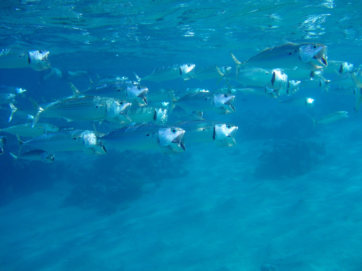 A large number of Atlantic mackerel swimming underwater
