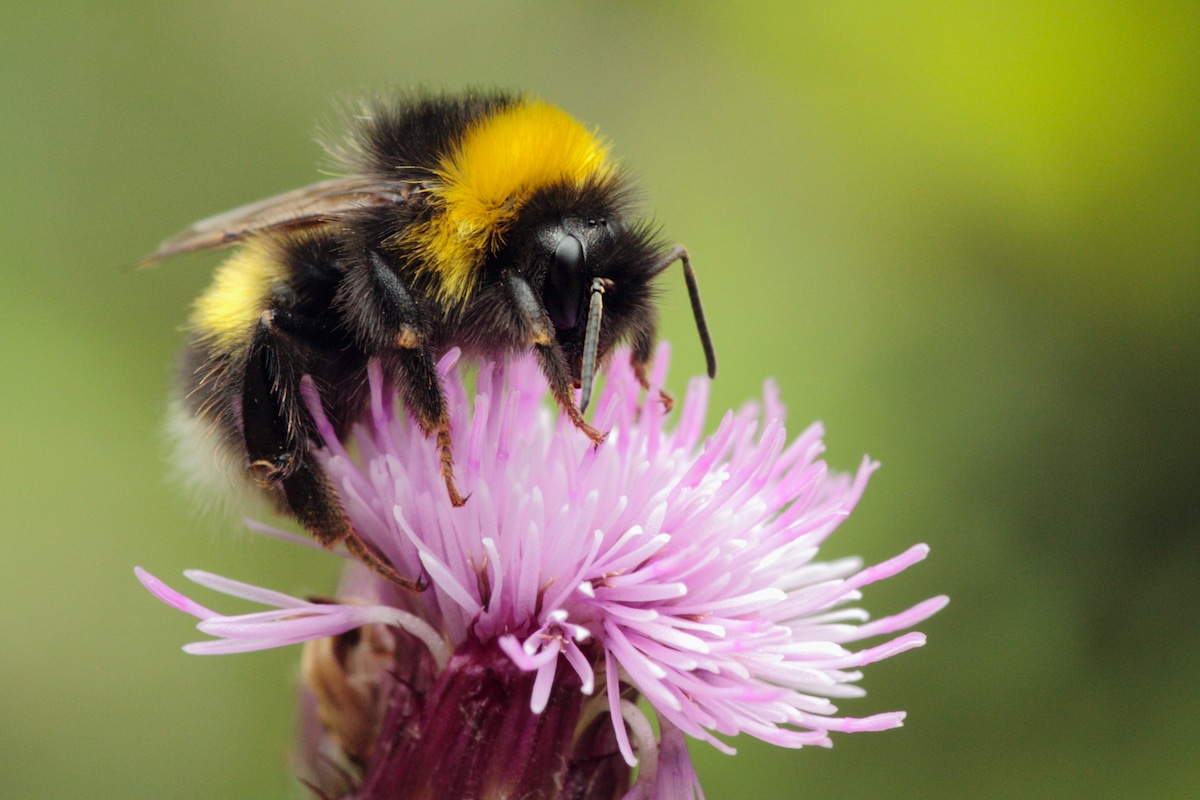 Close-up of a bee pollinating a thistle in Oughterard, Galway, Ireland