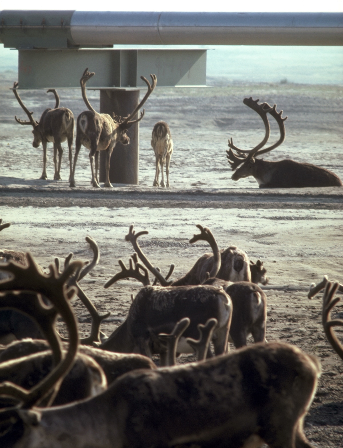 A herd of caribou graze by the Trans-Alaska Pipeline in Alaska
