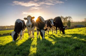<strong>Cows in UK Could Be Given ‘Methane Blockers’ to Cut Climate Emissions</strong>