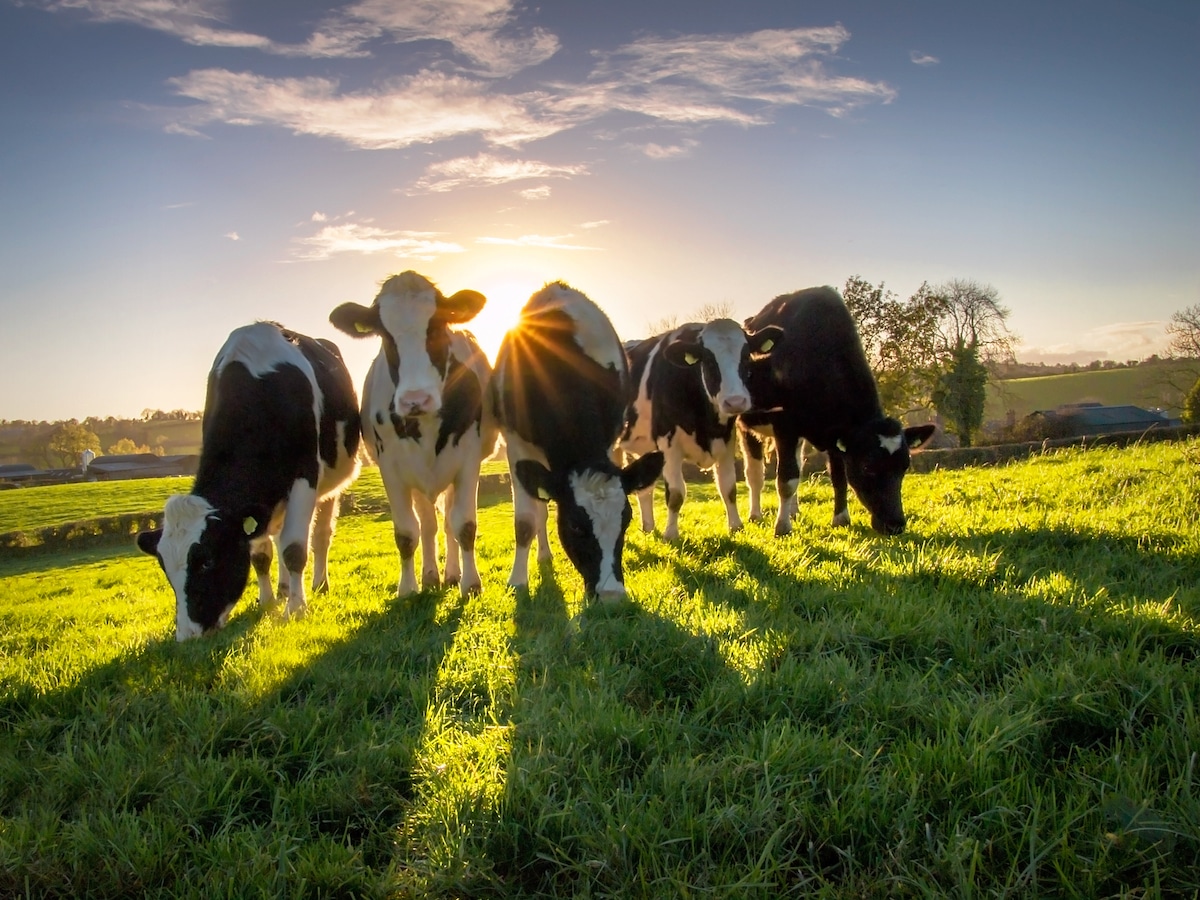 A group of yearling Holstein heifers in a field of grass in Northern Ireland just before the sun sets