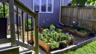 Tips for Growing a Budget-Friendly Home Garden