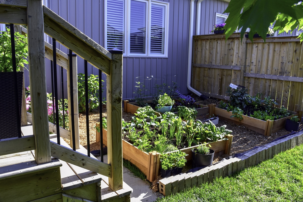 A small backyard vegetable garden in Canada