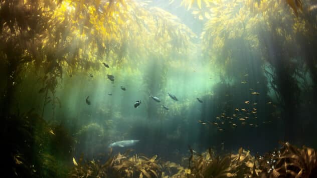 Kelp Forests Generate $500 Billion per Year, Study Finds