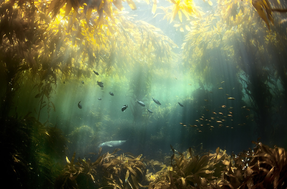 A kelp forest at Santa Cruz Island, California