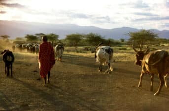 ‘Blood Carbon’: How a Kenyan Carbon Offset Project Harms Indigenous Pastoralists and Does Nothing About Climate Change 
