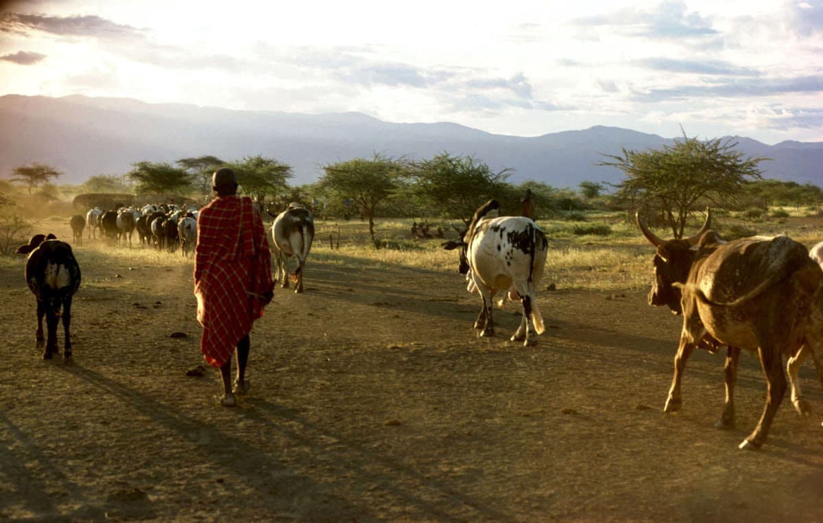 A Maasai herder with his cattle in Kenya