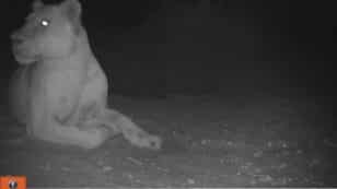 Sign of Hope: ‘Extinct’ Lion Spotted in National Park in Chad
