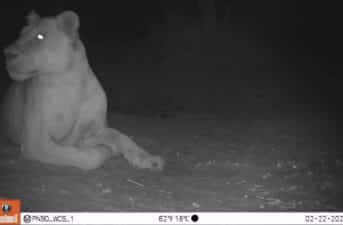 Sign of Hope: ‘Extinct’ Lion Spotted in National Park in Chad