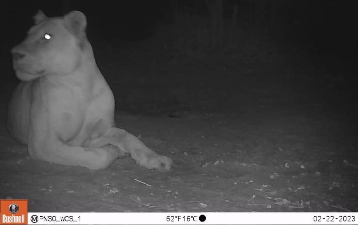 The lion believed to be extinct but spotted by camera in Sena Oura National Park, Chad