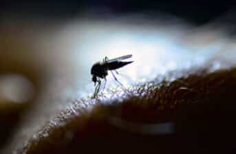 <strong>Light Pollution Could Extend Biting Season for Mosquitoes, Increasing West Nile Risk</strong>