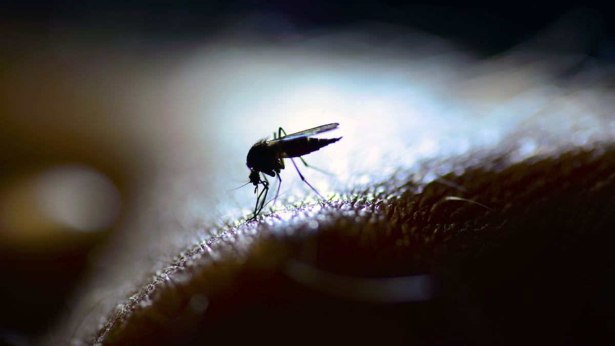 A mosquito backlit by a LED lamp