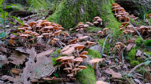 Cultivating Mushrooms by Trees Could Feed Millions While Mitigating Climate Change, Research Finds