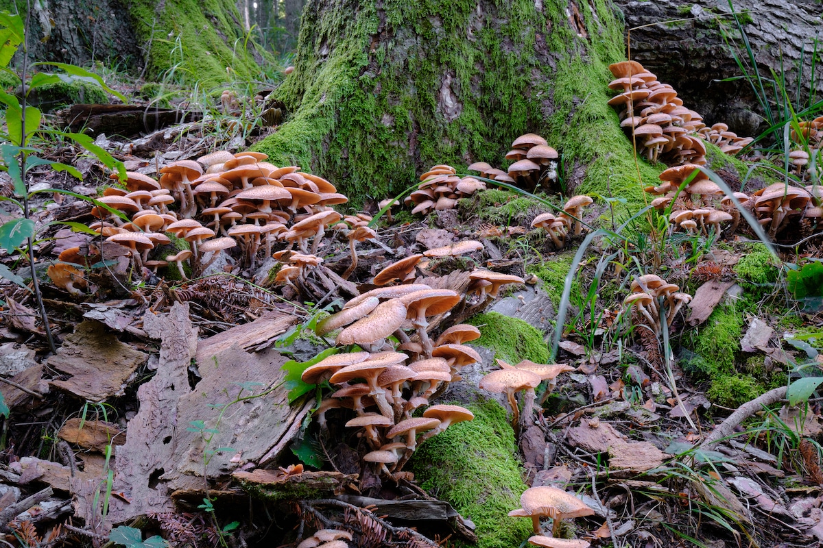 Many mushrooms growing next to a tree
