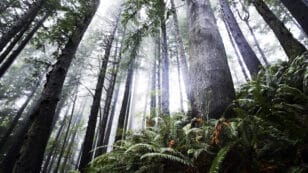 Protecting Large Trees for Wildlife Also Benefits Climate, Study Says