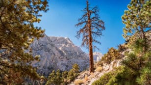 California’s Ponderosa Pines Unlikely to Recover From Devastating Drought and Pests, Researchers Say