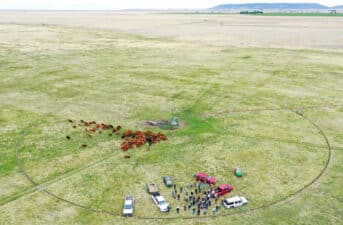 Regenerative Grazing 101: Everything You Need to Know