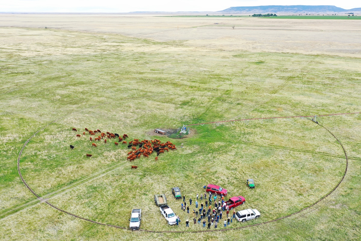 Ranchers observe cattle grazing in freshly opened pasture using regenerative grazing at CS Ranch in Cimarron, New Mexico