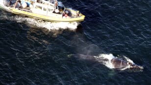 Rescuers Race to Free Entangled North Atlantic Right Whale