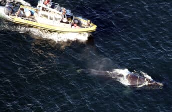 Rescuers Race to Free Entangled North Atlantic Right Whale