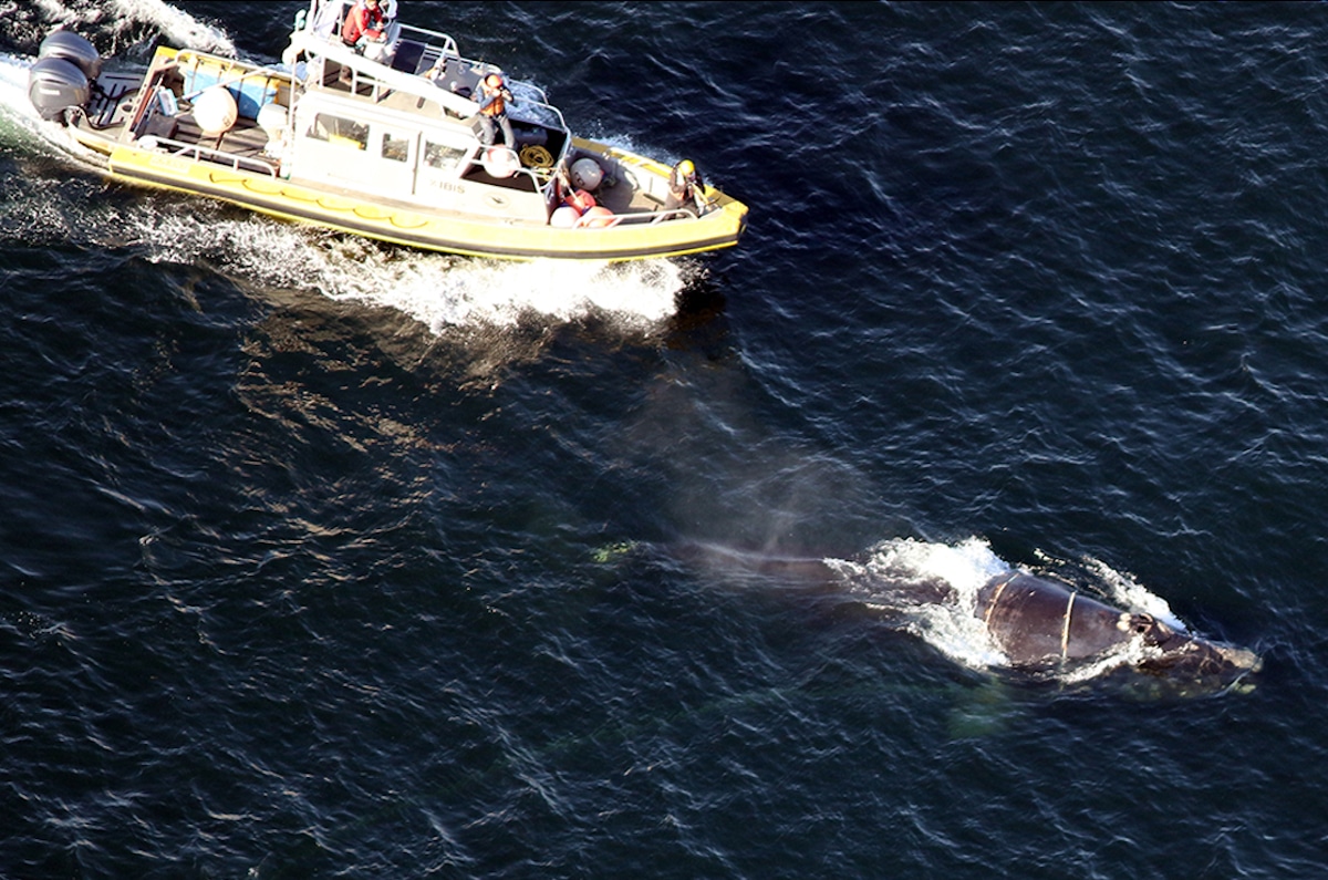 Rescuers attempt to free an entangled North Atlantic right whale