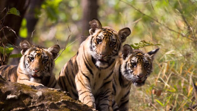 Wild Tiger Population Rises in India