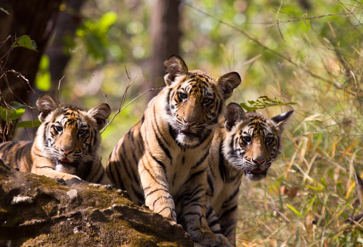 Three bengal tigers in Bandhavgarh National Park in India
