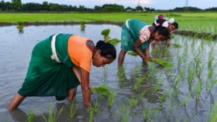 Women Working in Agriculture Suffer Pay Discrimination, More Climate Shocks: FAO Report