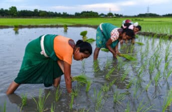 Women Working in Agriculture Suffer Pay Discrimination, More Climate Shocks: FAO Report