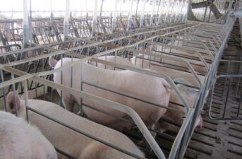 Supreme Court’s Ruling on Humane Treatment of Pigs Could Catalyze a Wave of New Animal Welfare Laws