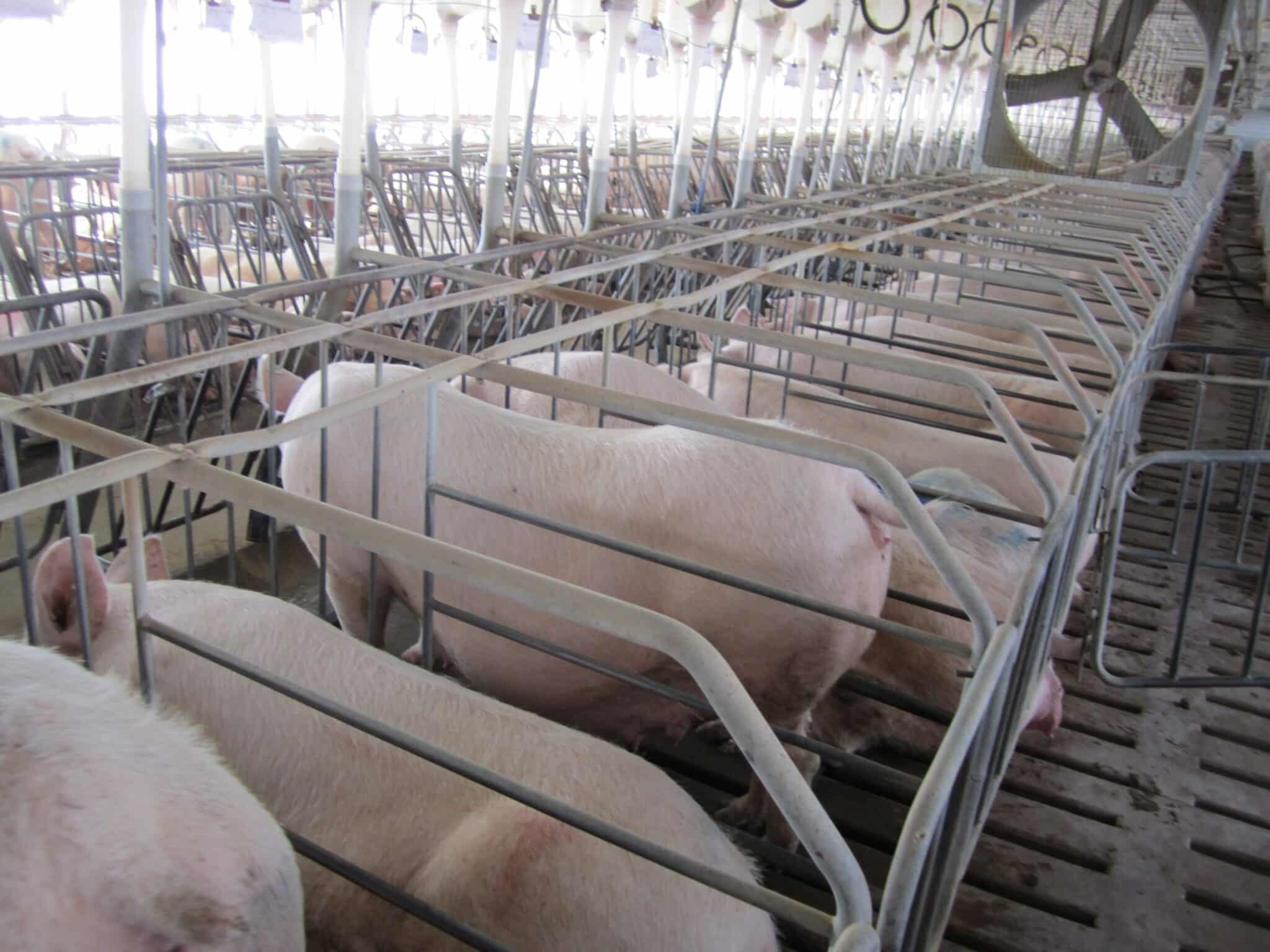 Sows in gestation crates at a breeding facility in Waverly, Virginia