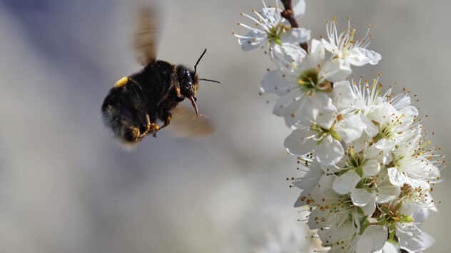 Bees Can Learn, Remember, Think and Make Decisions – Here’s a Look at How They Navigate the World