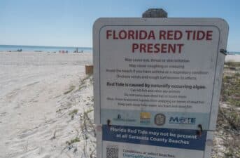 Heading to a Beach This Summer? Here’s How to Keep Harmful Algae Blooms From Spoiling Your Trip