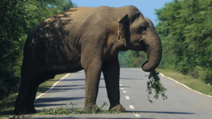 Human Activities Have Drastically Reduced Habitats for Asian Elephants