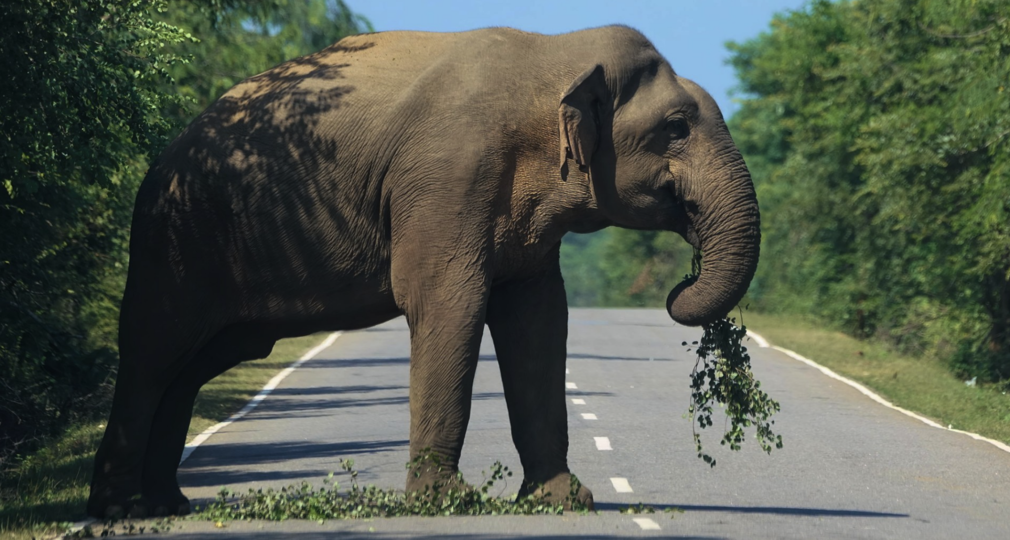 An elephant on the road in Sri Lanka