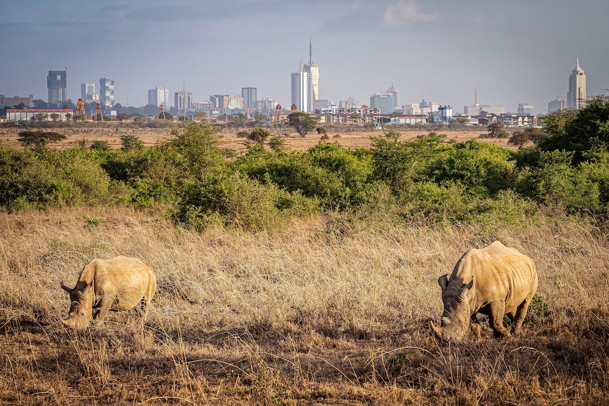 Rhinos inside Nairobi National Park with skyscrapers in the background in Nairobi, Kenya