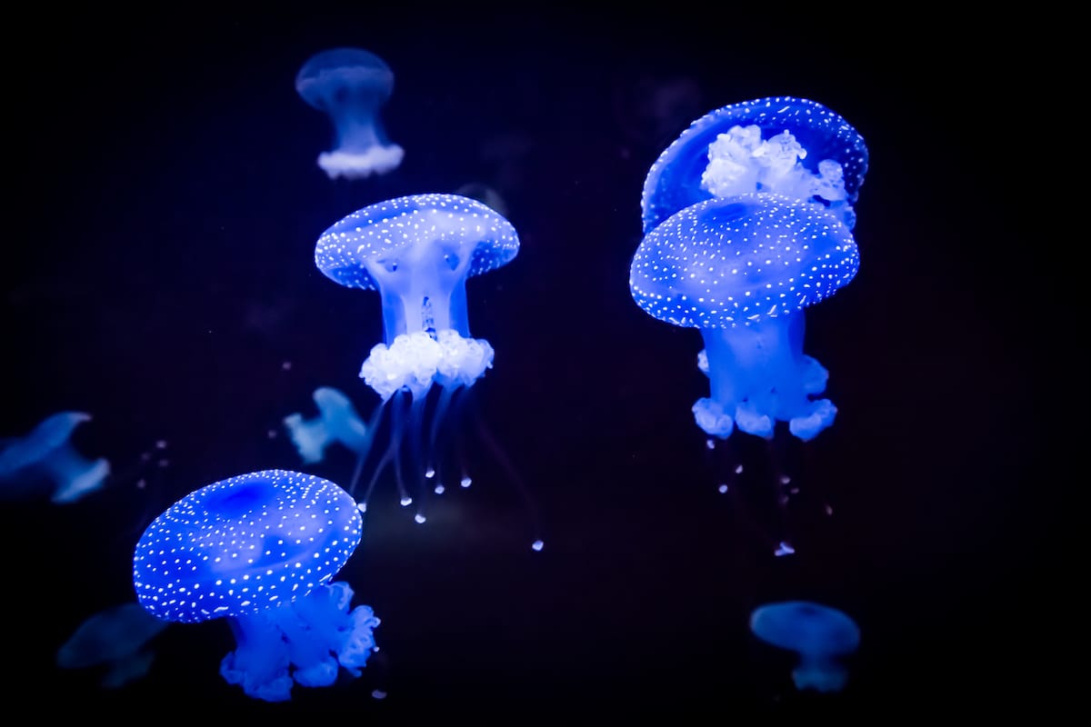 Bioluminescent jellyfish glowing under black light as a result of chemically activated electrons