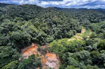 Amazon Deforestation Drops 64% in Brazil in April