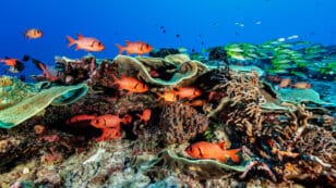 Indo-Pacific Corals More Resilient to Climate Change Than Atlantic Corals, Study Finds