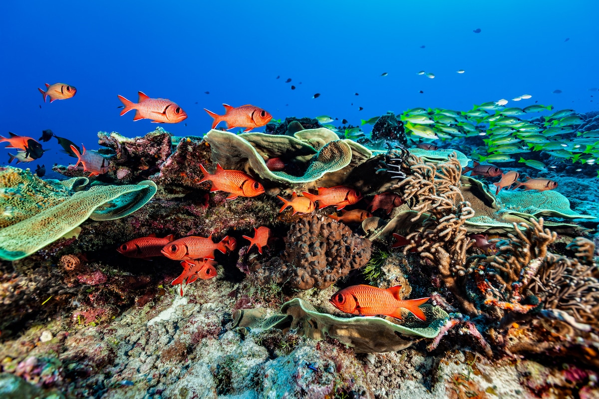 Indo-Pacific corals provide shelter to a variety of fish species in Palau, Micronesia