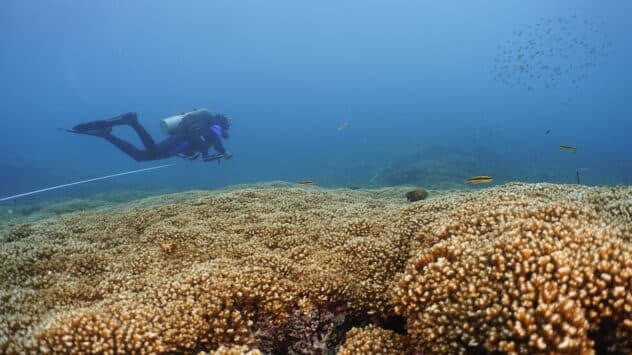 A Ray of Hope for Some Coral Reefs