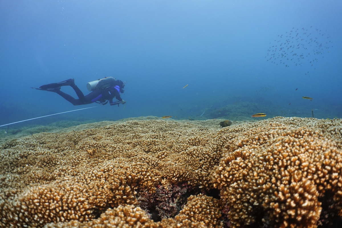 Diver Ana Palacio-Castro, Ph.D., surveys a coral reef in the eastern Pacific near Panama dominated by Pocillopora corals