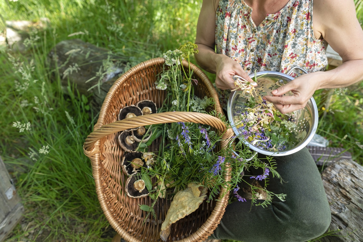 A forager holds a basket of wild mushrooms and herbs in the UK
