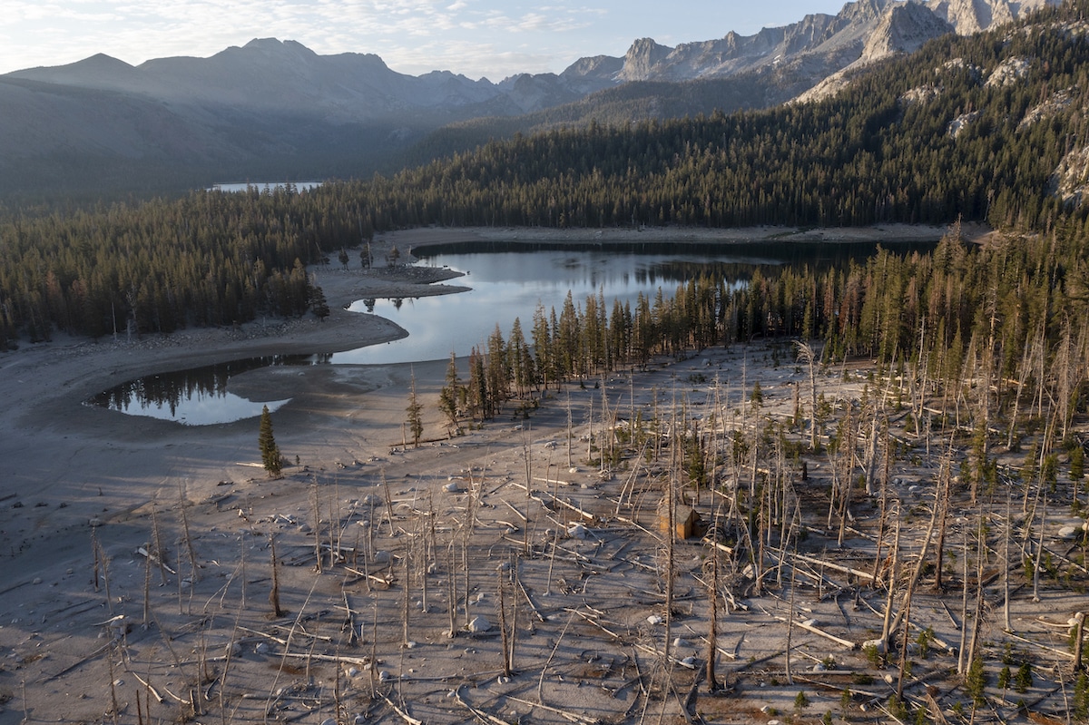 A forest near drought-shrunken Horseshoe Lake by Mammoth Lakes, California