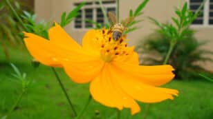 How to Attract Pollinators to Your Yard
